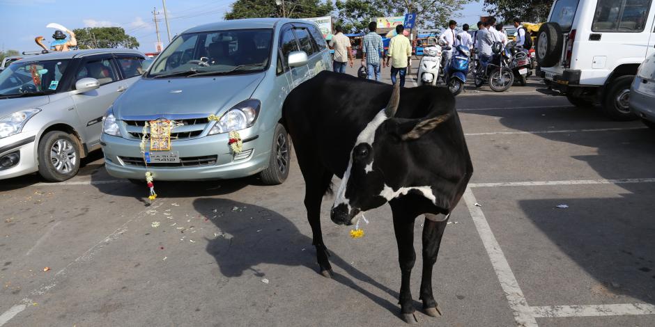 cow standing near cars in the street in India