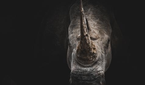 rhino head coming out of the shadows